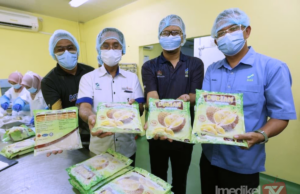 PUSAT PEMPROSESAN FAMA JERANTUT HASILKAN 500KG PES SEHARI