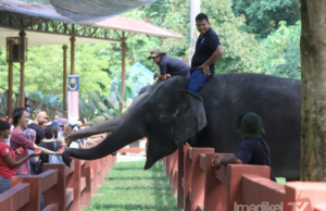 PKGK TANGGUH SEMENTARA PERSEMBAHAN GAJAH DI PENTAS
