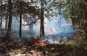 KEBAKARAN HUTAN LEBIH 1,300 HEKTAR DI SELATAN PARIS DISYAKI PERBUATAN KHIANAT