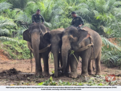 GAJAH LIAR CEROBOH LADANG SAWIT DIPINDAHKAN