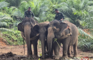 GAJAH LIAR CEROBOH LADANG SAWIT DIPINDAHKAN