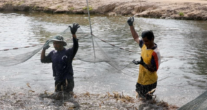 DUA SAHABAT TERNAK UDANG PUTIH, BERI PENDAPATAN LUMAYAN