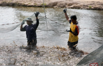 DUA SAHABAT TERNAK UDANG PUTIH, BERI PENDAPATAN LUMAYAN