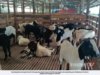 KAMBING AQIQAH RM1 UNTUK BAYI LAHIR 12 RABIULAWAL 1448H