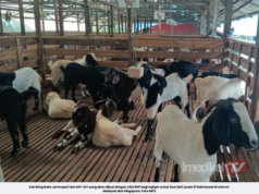 KAMBING AQIQAH RM1 UNTUK BAYI LAHIR 12 RABIULAWAL 1448H