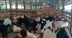 KAMBING AQIQAH RM1 UNTUK BAYI LAHIR 12 RABIULAWAL 1448H