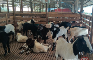 KAMBING AQIQAH RM1 UNTUK BAYI LAHIR 12 RABIULAWAL 1448H