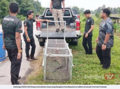 PERHILITAN TANGKAP BUAYA SESAT DALAM TALI AIR
