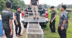 PERHILITAN TANGKAP BUAYA SESAT DALAM TALI AIR