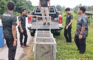 PERHILITAN TANGKAP BUAYA SESAT DALAM TALI AIR