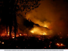 INDONESIA PADAM 4 KEBAKARAN HUTAN, TANAH DI 4 PROVINSI