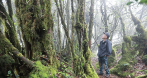 TER MOSSY FOREST JADI TARIKAN PELANCONG