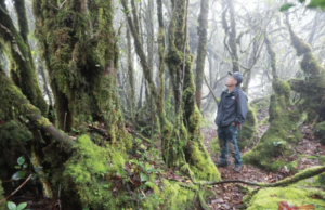 TER MOSSY FOREST JADI TARIKAN PELANCONG