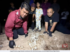 SELEPAS TIGA DEKAD, ANAK PENYU KEMBALI MUNCUL DI PANTAI KELANTAN