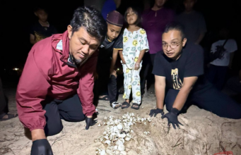 SELEPAS TIGA DEKAD, ANAK PENYU KEMBALI MUNCUL DI PANTAI KELANTAN