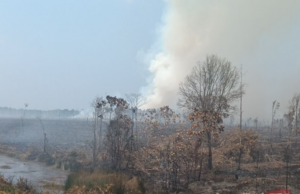 HUTAN TANAH GAMBUT SELUAS 51.4 HEKTAR TERBAKAR, TIUPAN ANGIN KUAT SUKARKAN OPERASI PEMADAMAN