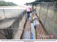 AIR SUNGAI PAHANG KERING, PENTERNAK IKAN SANGKAR RUGI