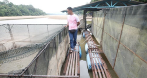 AIR SUNGAI PAHANG KERING, PENTERNAK IKAN SANGKAR RUGI