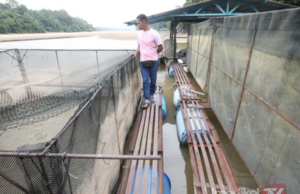 AIR SUNGAI PAHANG KERING, PENTERNAK IKAN SANGKAR RUGI