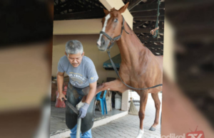 ‘BERCAKAP’ DENGAN KUDA KETIKA PASANG LADAM