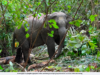 PERHILITAN SELESAI ANCAMAN GAJAH LIAR DI KAMPUNG PAYA RAMBUTAN