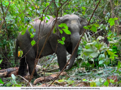 PERHILITAN SELESAI ANCAMAN GAJAH LIAR DI KAMPUNG PAYA RAMBUTAN