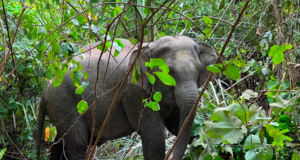 PERHILITAN SELESAI ANCAMAN GAJAH LIAR DI KAMPUNG PAYA RAMBUTAN