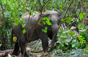 PERHILITAN SELESAI ANCAMAN GAJAH LIAR DI KAMPUNG PAYA RAMBUTAN