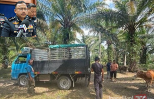KUMPULAN CURI LEMBU TUMPAS, 10 DITAHAN TERMASUK DUA WANITA