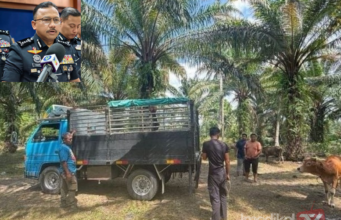 KUMPULAN CURI LEMBU TUMPAS, 10 DITAHAN TERMASUK DUA WANITA