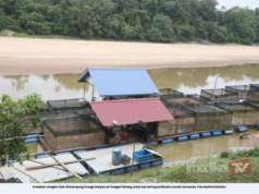 PENTERNAK IKAN SANGKAR DI CHENOR PERLU ALIH SANGKAR KE LOKASI SESUAI