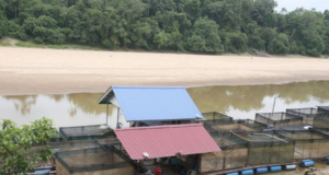 PENTERNAK IKAN SANGKAR DI CHENOR PERLU ALIH SANGKAR KE LOKASI SESUAI