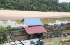PENTERNAK IKAN SANGKAR DI CHENOR PERLU ALIH SANGKAR KE LOKASI SESUAI