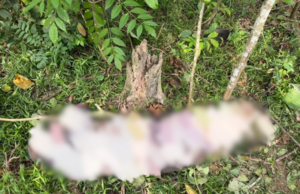 WARGA EMAS MAUT DIPIJAK GAJAH LIAR DI LADANG LEPAN KABU
