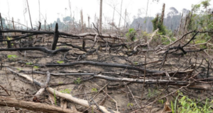 LEBIH 7,000 HEKTAR HUTAN SIMPAN KEKAL TASIK BERA DITEROKA SECARA HARAM