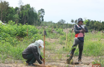 JPNP TANAM 42,700 POKOK KAWASAN CEROBOH HUTAN SIMPAN KEKAL TASEK BERA