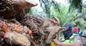 LORI MUATAN BUAH SAWIT DISITA, DUA INDIVIDU DALAM HSK TASEK BERA DITAHAN
