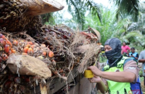 LORI MUATAN BUAH SAWIT DISITA, DUA INDIVIDU DALAM HSK TASEK BERA DITAHAN