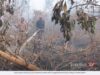 4 LELAKI DITAHAN DISYAKI CETUS KEBAKARAN HUTAN SIMPAN PEKAN