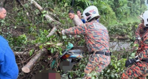 PENUNGGANG MAUT DIHEMPAP POKOK TUMBANG DI JELI