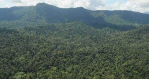 KEJAR ANJING LARIKAN SELIPAR, BUDAK TERSESAK DI HUTAN