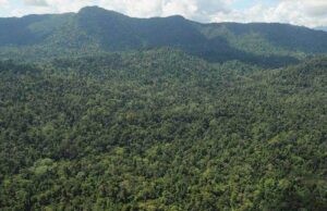 KEJAR ANJING LARIKAN SELIPAR, BUDAK TERSESAK DI HUTAN